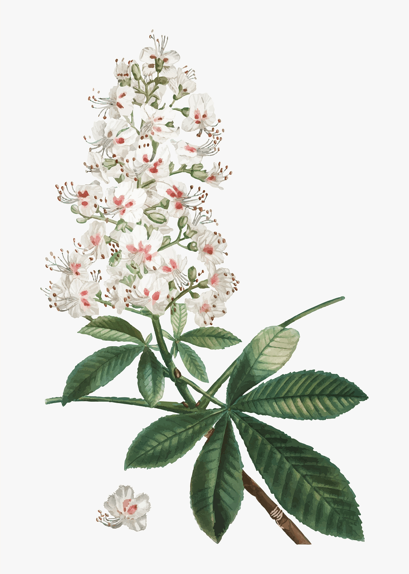 Detail Chestnut Botanical Illustration Nomer 19