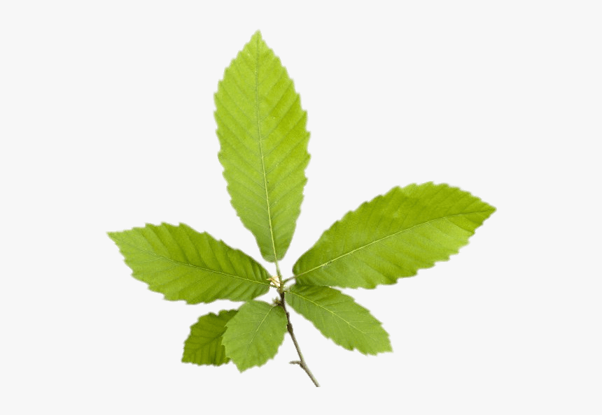 Detail Chestnut Botanical Illustration Nomer 20