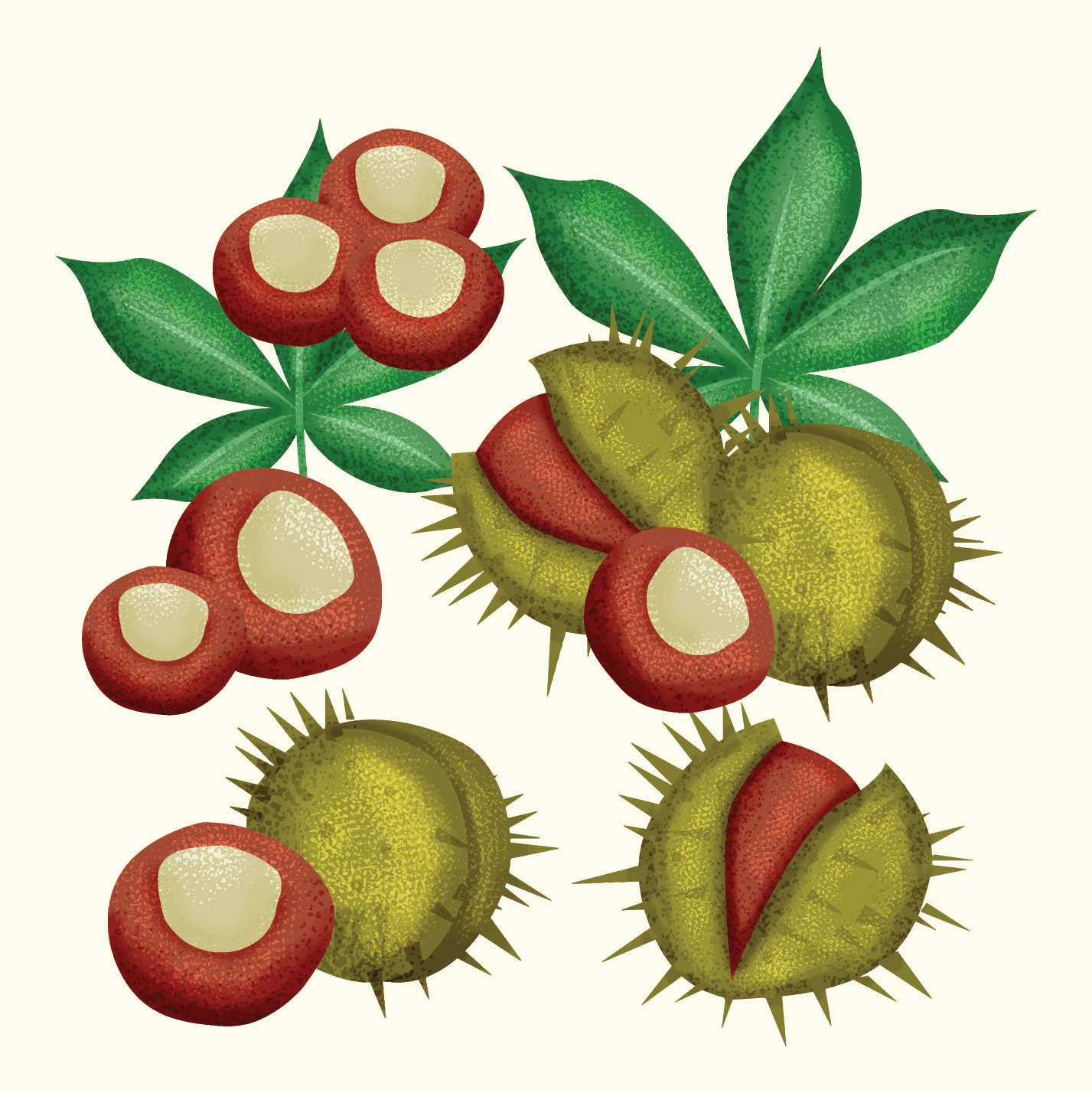 Detail Chestnut Botanical Illustration Nomer 22