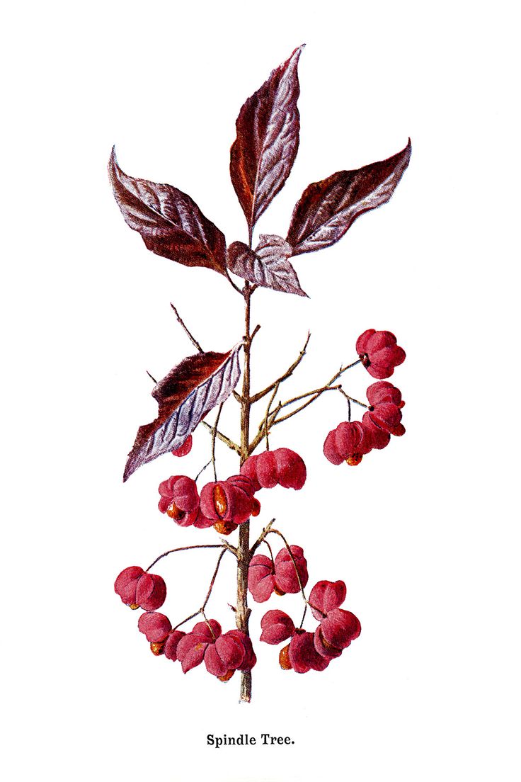 Detail Chestnut Botanical Illustration Nomer 3
