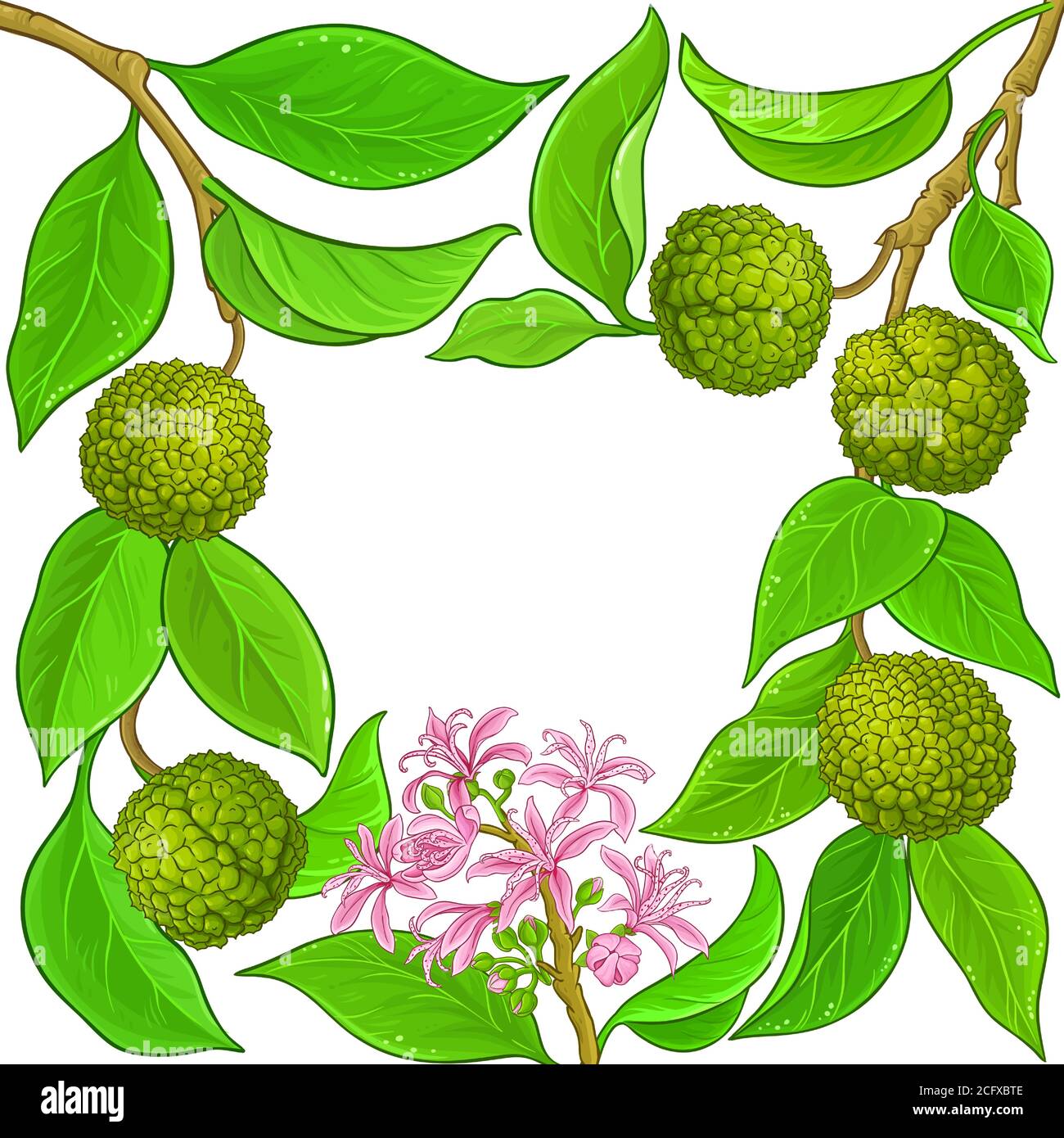 Detail Chestnut Botanical Illustration Nomer 4
