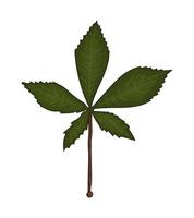 Detail Chestnut Botanical Illustration Nomer 6