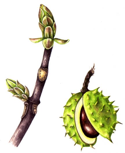 Detail Chestnut Botanical Illustration Nomer 7