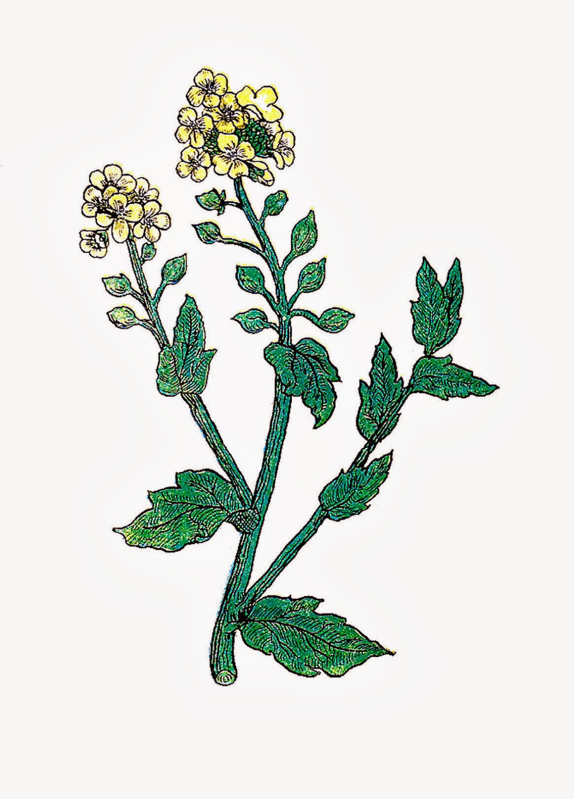 Detail Chestnut Botanical Illustration Nomer 8