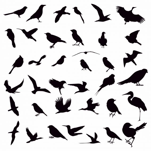 Detail Fliegender Vogel Silhouette Nomer 11