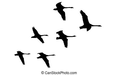 Detail Fliegender Vogel Silhouette Nomer 16