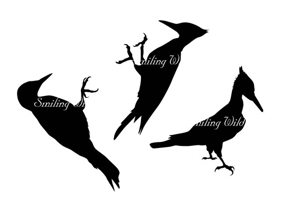 Detail Fliegender Vogel Silhouette Nomer 17