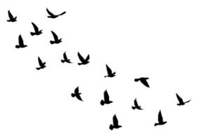 Detail Fliegender Vogel Silhouette Nomer 4