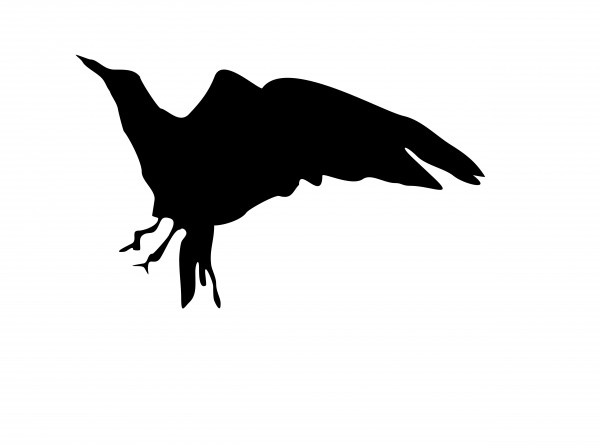 Detail Fliegender Vogel Silhouette Nomer 8