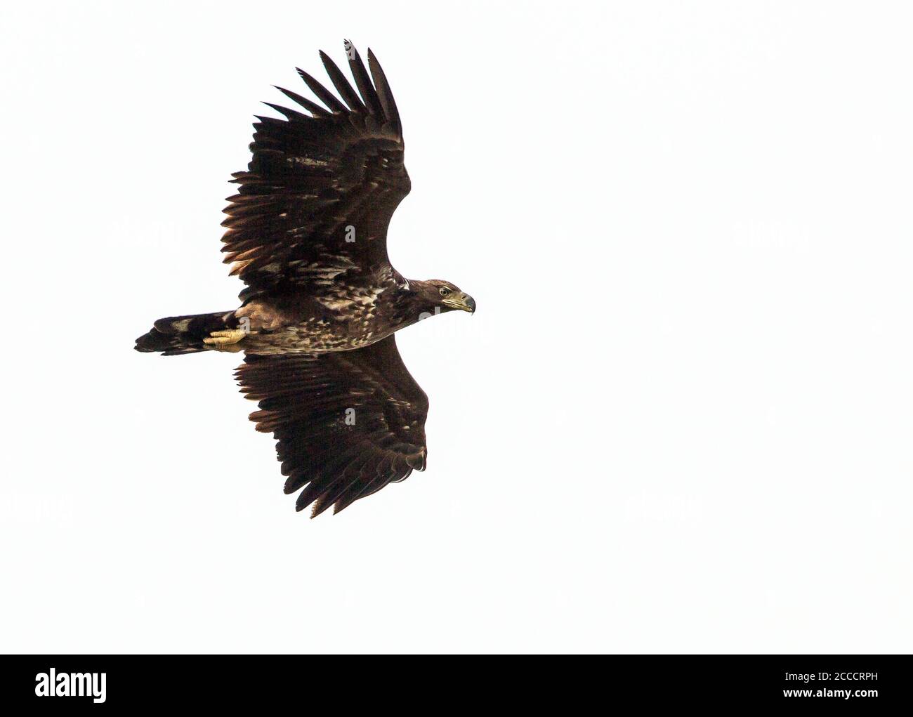 Fotos De Aguilas En Vuelo - KibrisPDR