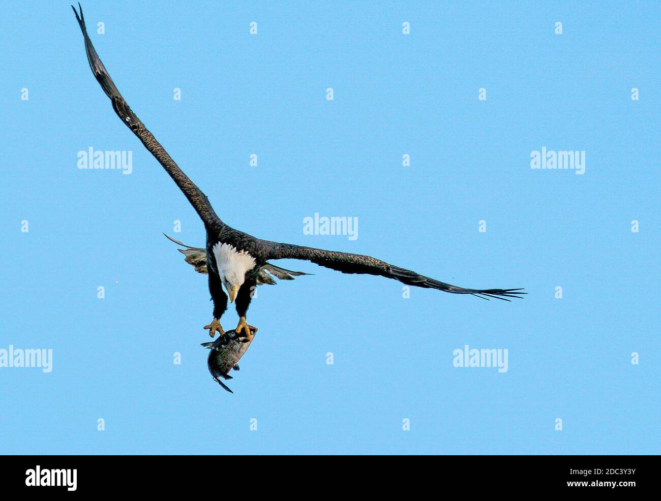 Detail Fotos De Aguilas En Vuelo Nomer 21