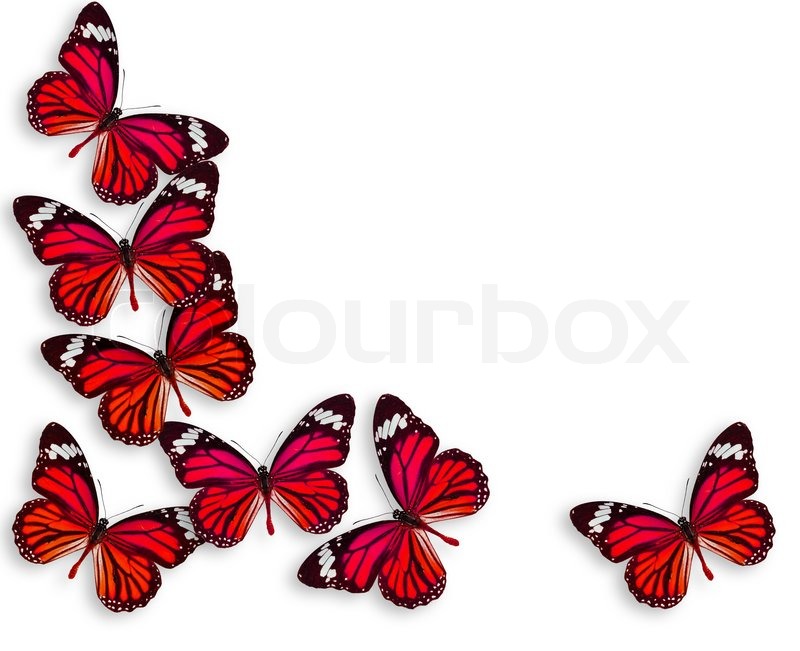 Detail Schmetterling Hintergrund Nomer 8