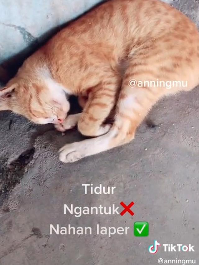 Detail Kata Kata Tentang Kucing Nomer 36