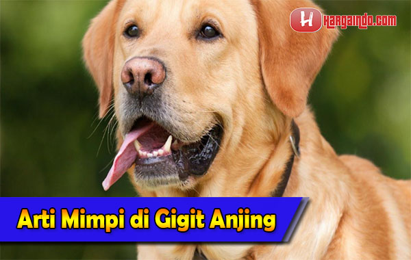 Detail Arti Mimpi Di Gigit Anjing Buku Mimpi Togel Nomer 9