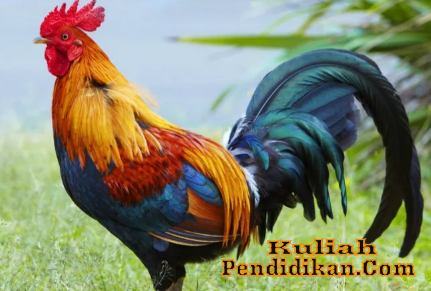 Detail Ayam Dalam Buku Mimpi Nomer 39