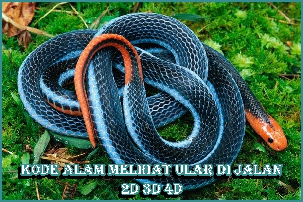 Detail Buku 1000 Mimpi Ular Nomer 45
