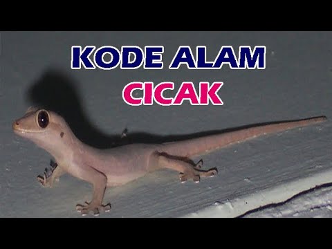 Detail Buku Mimpi 2 Angka Cicak Nomer 17