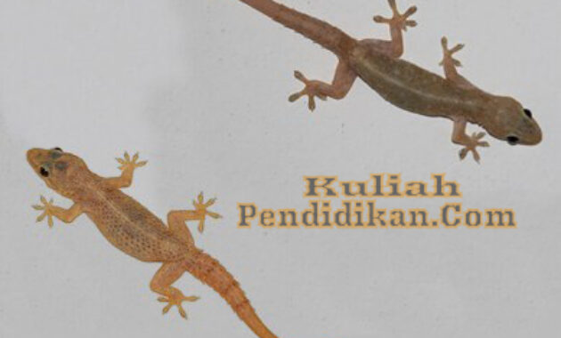 Detail Buku Mimpi 2 Angka Cicak Nomer 6