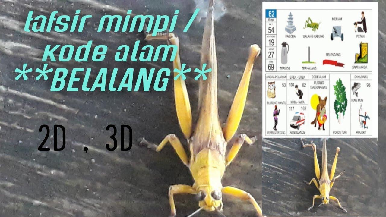 Detail Buku Mimpi 2d Bergambar Belalang Nomer 53