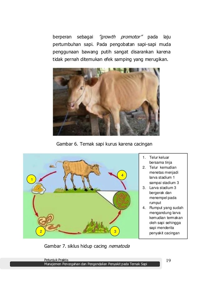 Detail Buku Mimpi 2d Bergambar Sapi Nomer 38