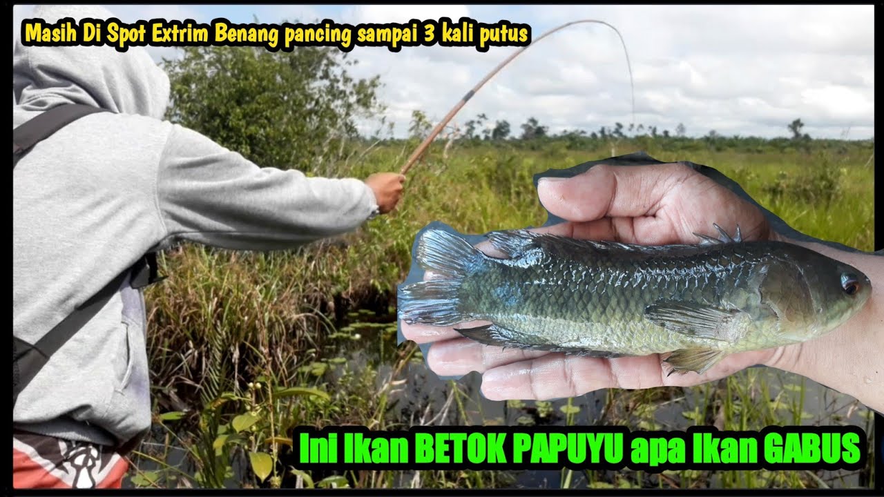 Detail Buku Mimpi 2d Ikan Betok Nomer 22