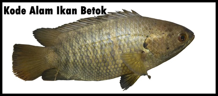 Detail Buku Mimpi 2d Ikan Betok Nomer 5