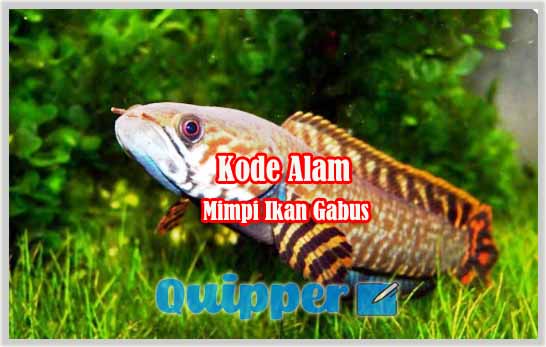 Detail Buku Mimpi 2d Ikan Betok Nomer 41