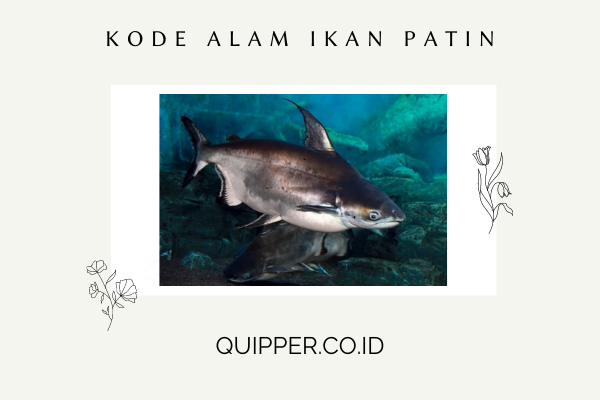 Detail Buku Mimpi 2d Ikan Patin Nomer 11