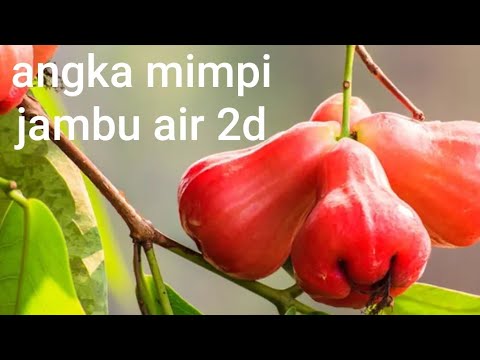 Detail Buku Mimpi 2d Jambu Air Nomer 35