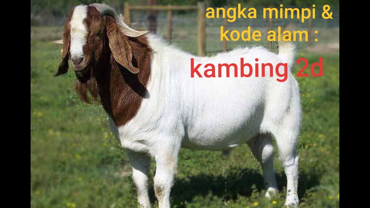 Detail Buku Mimpi 2d Kambing Nomer 5