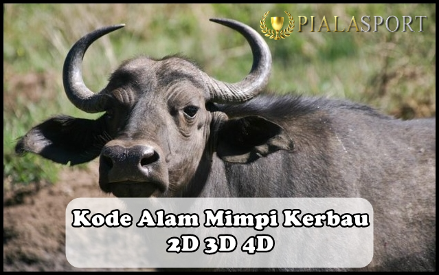 Detail Buku Mimpi 2d Kerbau Nomer 16