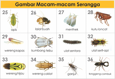 Detail Buku Mimpi 2d Lalat Nomer 25