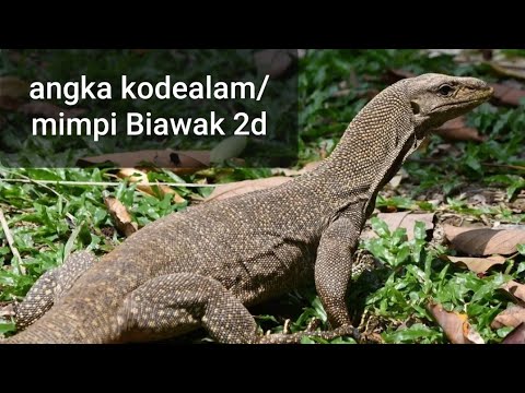 Detail Buku Mimpi 3 Angka Biawak Nomer 22