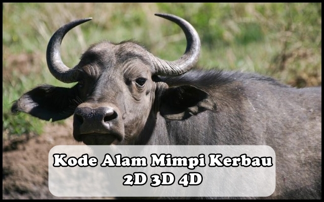 Detail Buku Mimpi 3d 758 Nomer 24