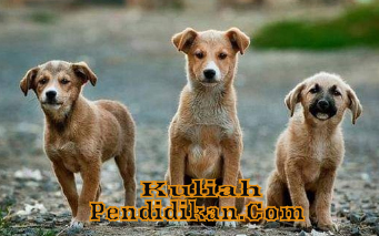 Detail Buku Mimpi 3d Anjing Nomer 51