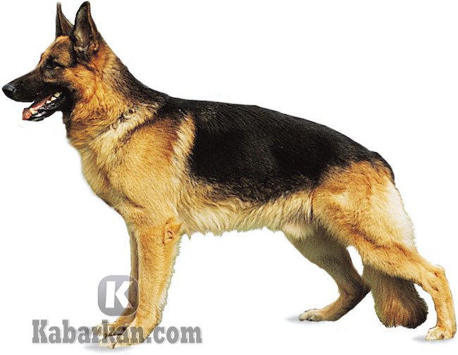 Detail Buku Mimpi 3d Anjing Gembala Nomer 9
