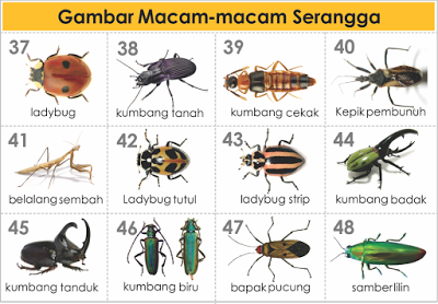 Detail Buku Mimpi 3d Kumbang Nomer 5