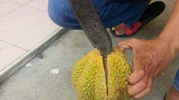 Detail Buku Mimpi 3d Membuka Durian Nomer 40