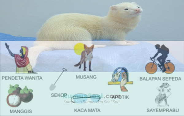 Detail Buku Mimpi 3d Musang Nomer 3