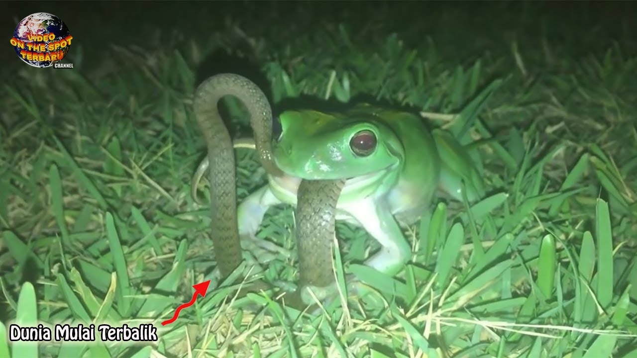 Katak Makan Ular - KibrisPDR