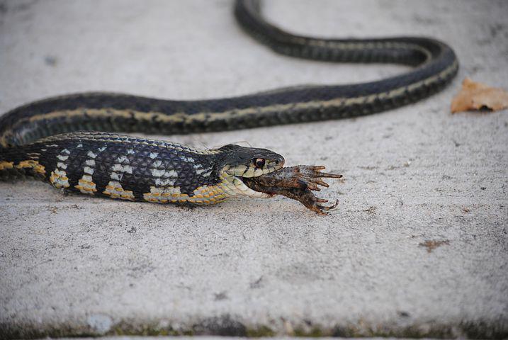 Detail Katak Makan Ular Nomer 25