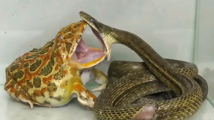 Detail Katak Makan Ular Nomer 49
