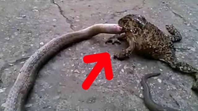 Detail Katak Makan Ular Nomer 9