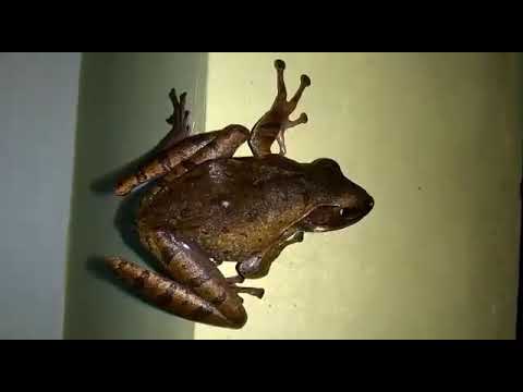 Detail Katak Masuk Rumah Nomer 20