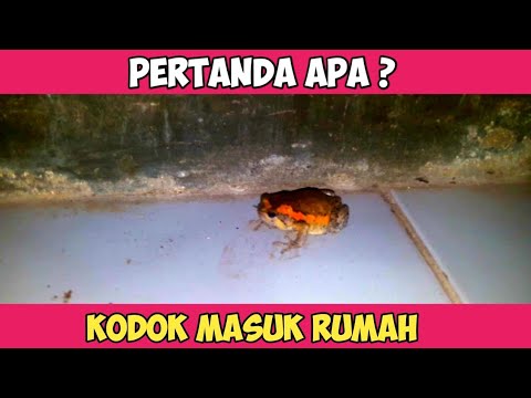 Detail Katak Masuk Rumah Menurut Islam Nomer 2