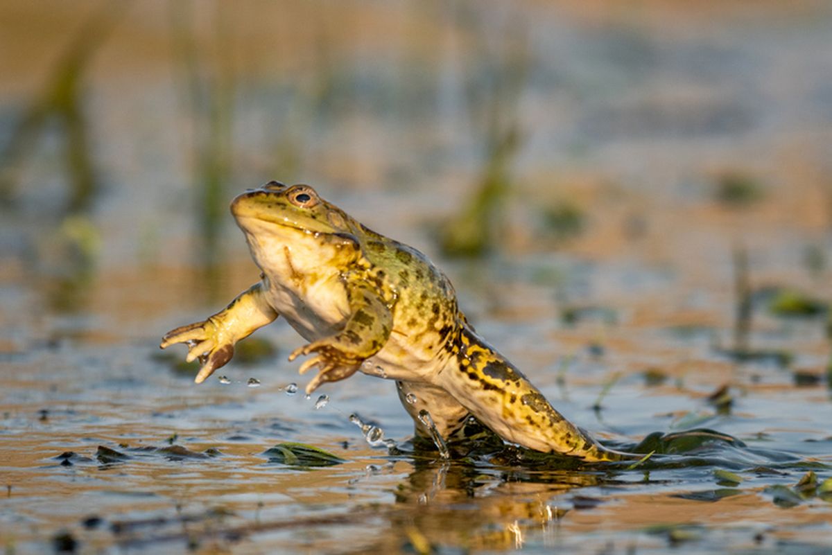 Detail Katak Masuk Rumah Menurut Islam Nomer 28