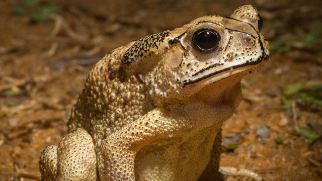 Detail Katak Masuk Rumah Menurut Islam Nomer 4