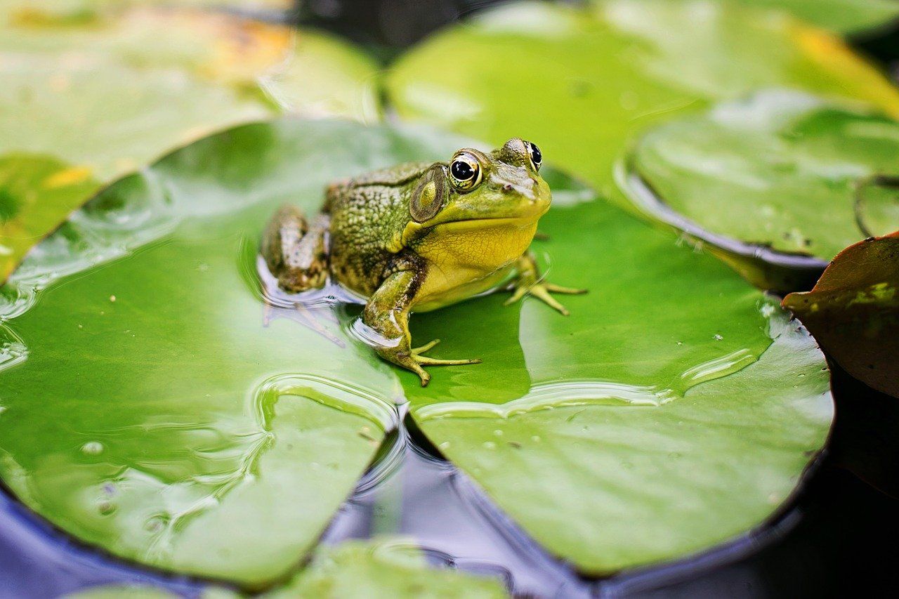 Detail Katak Masuk Rumah Menurut Islam Nomer 29