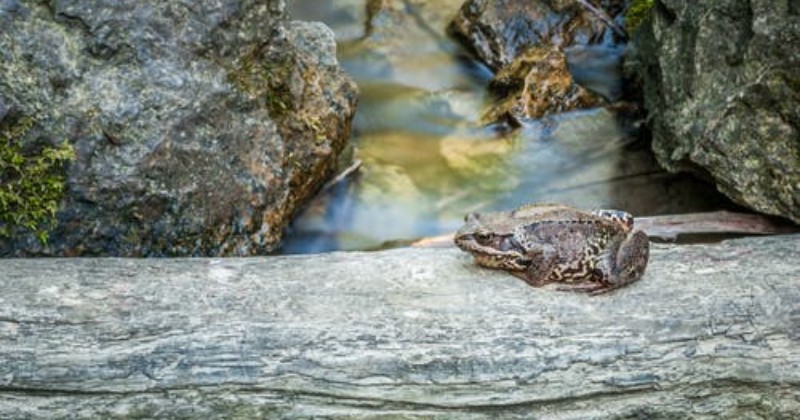 Detail Katak Masuk Rumah Menurut Islam Nomer 38