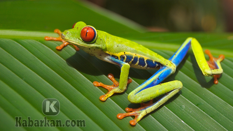 Detail Katak Masuk Rumah Menurut Islam Nomer 40